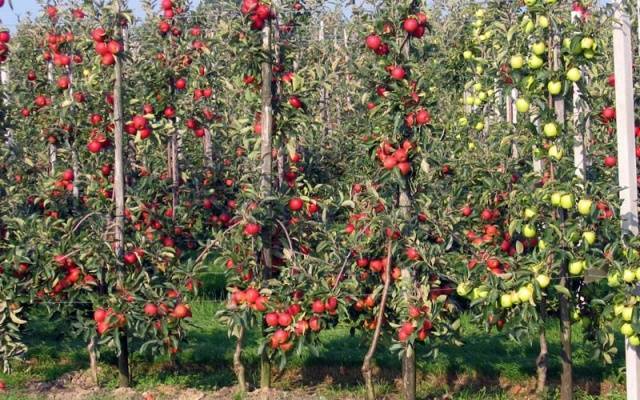 Сорта колоновидной яблони для подмосковья: описание видов