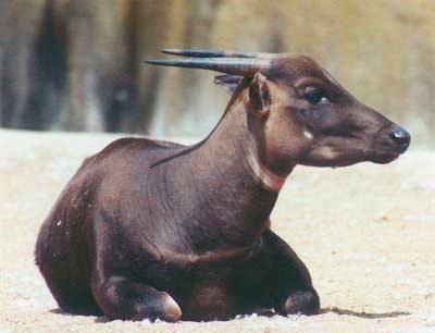 Самый маленький буйвол в мире