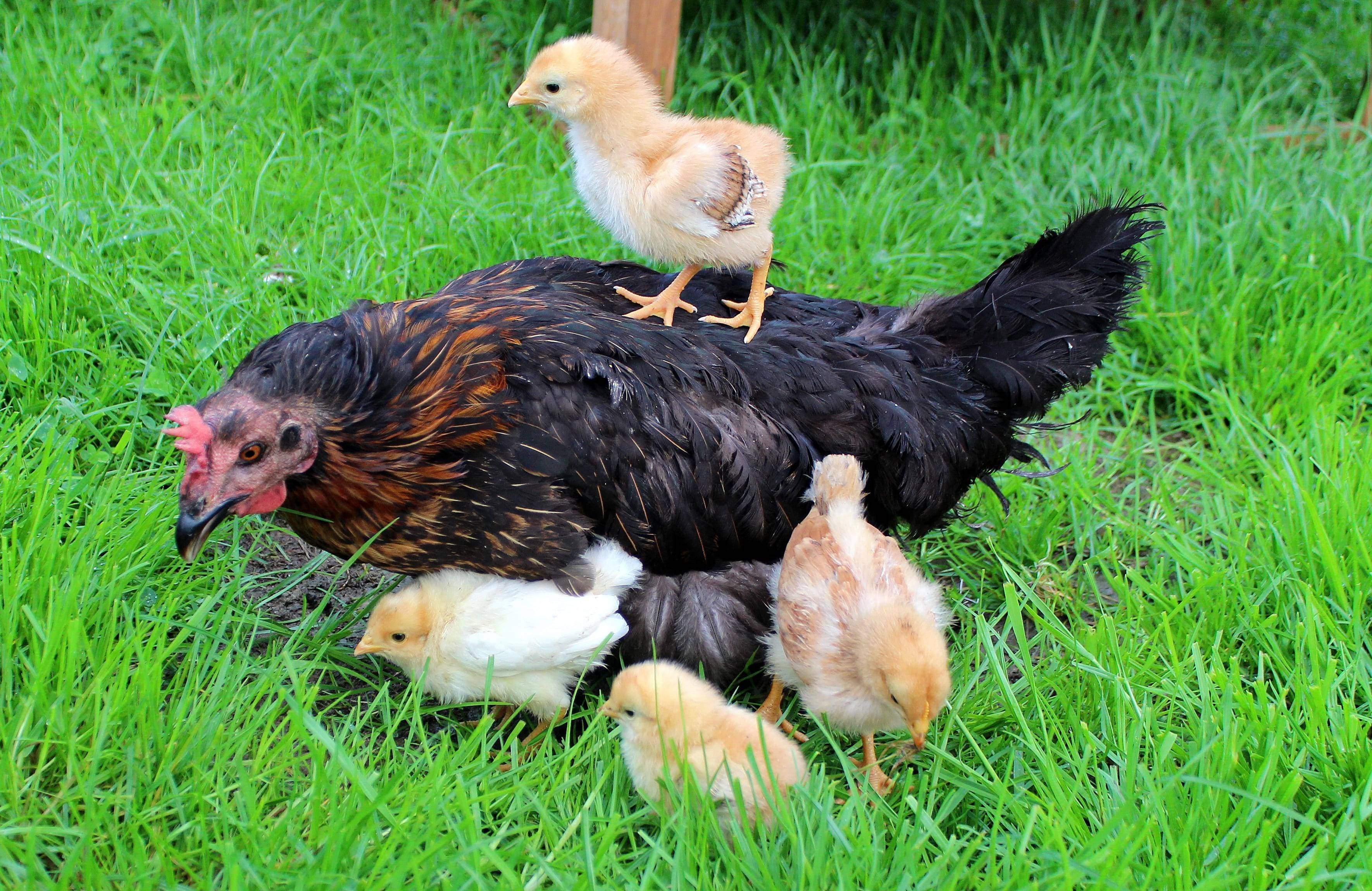 Курица наседка - вывод цыплят в домашних условиях квочкой