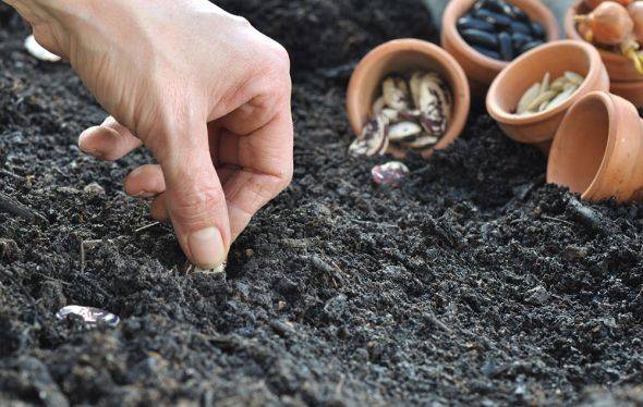 Когда сажают фасоль в открытый грунт — сроки заделки семян и на какую глубину