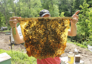 Основные правила и методы двухматочного содержания пчел в ульях