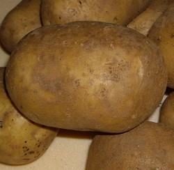 Картофель сорта ласунок: характеристика и методы выращивания