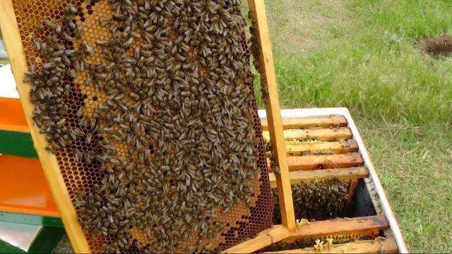 Размножение пчел: как спариваются и рождаются пчелы, как рожают в пчелиной семье