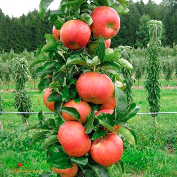 Особенности выращивания колоновидных яблонь