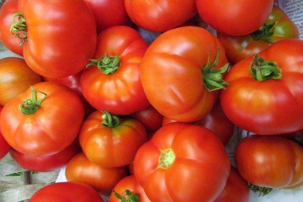 Как посадить и вырастить томат «подснежник»