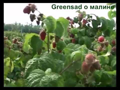Август, посадка малины: как выбрать место и какие нужны удобрения. выращивание малины на дачном участке