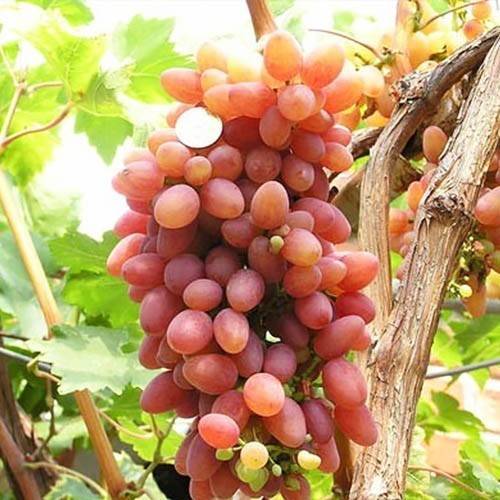 Виноград кишмиш лучистый: описание и особенности выращивания - плодовые кустарники - 2020