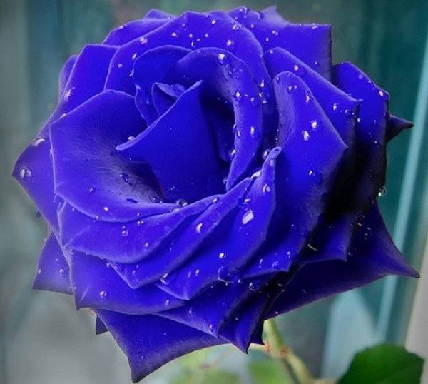 Синяя роза — википедия переиздание // wiki 2