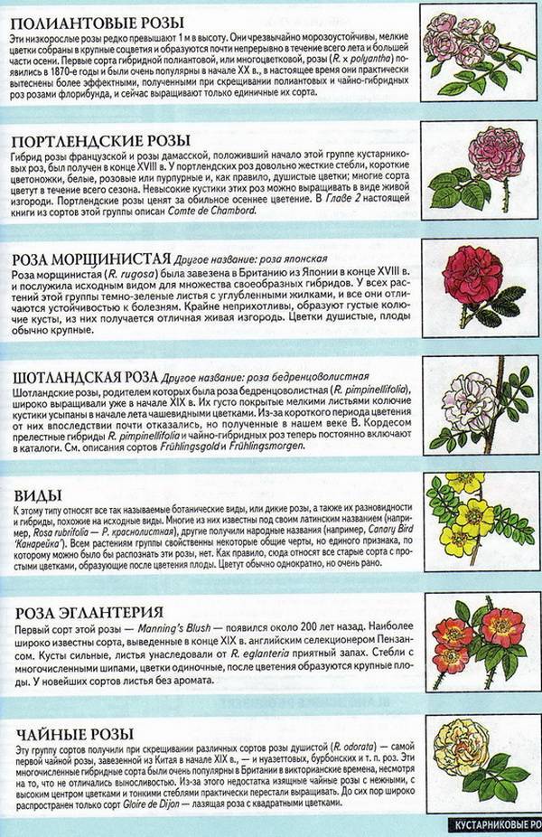 Как отличить розы. Отличие чайно-гибридной розы от флорибунды. Отличие парковой розы от чайно-гибридной. Классификация плетистых роз.