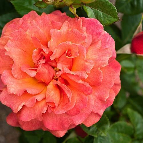 Роза изи даз ит - описание, агротехника | о розе