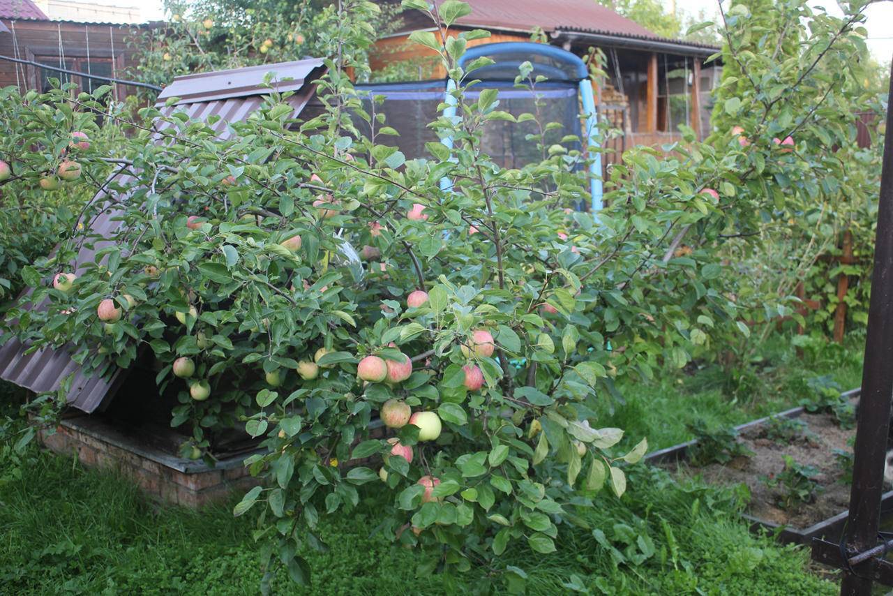 Яблони низкорослые, на карликовом подвое — высота и плодоношение, 11 лучших сортов