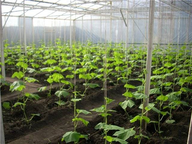 Выращивание огурцов в домашних условиях - как посадить огурцы на подоконнике и собрать хороший урожай (120 фото)