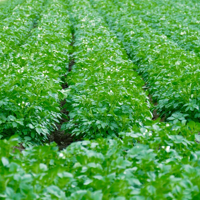 Школа огорода: гербициды – что это такое и для чего их применяют?