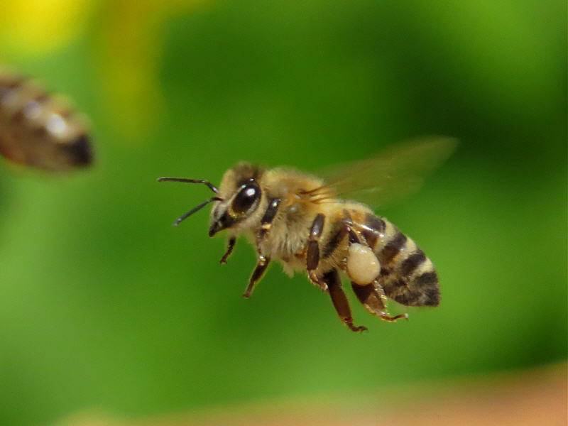 Пчелы и осы – кто умирает после укусов