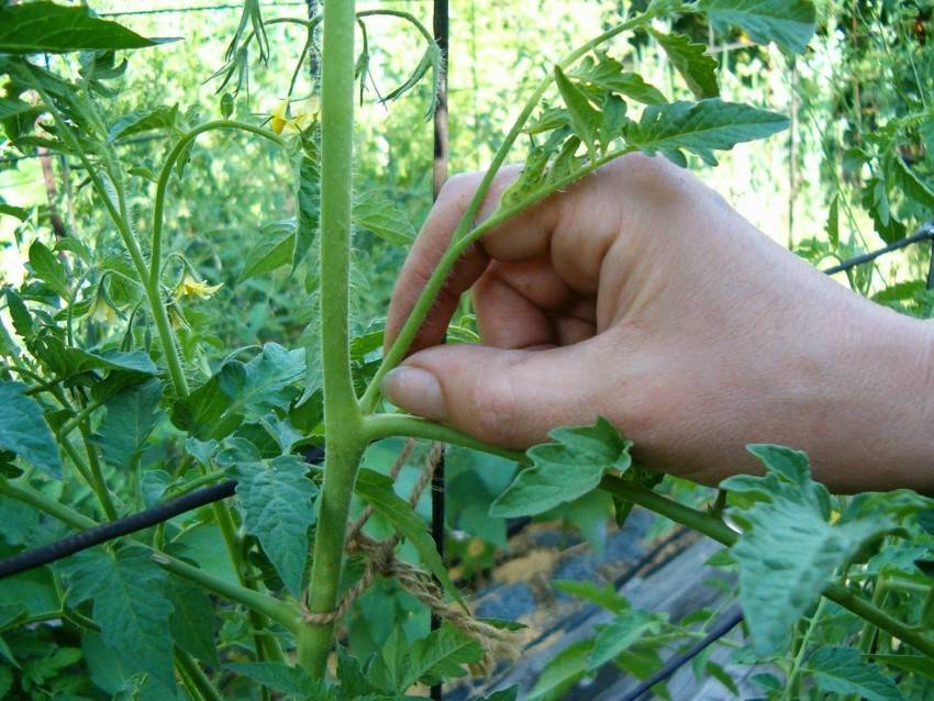 Как прищипывать помидоры - главные правила для огорода и теплицы