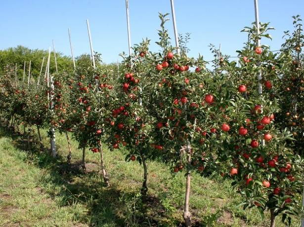 Колоновидная яблоня — «важак» яблонь: посадка, выращивание и уход
