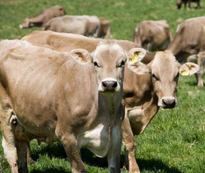 Швицкая порода коров: характеристика, особенности содержания швицев