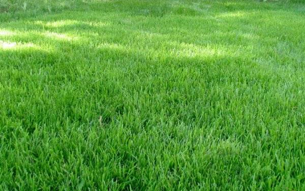 Какую траву выбрать для посадки газона