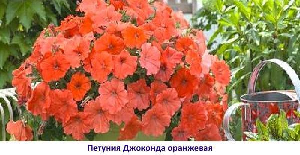 Петуния ампельная: лучшие сорта и особенности выращивания