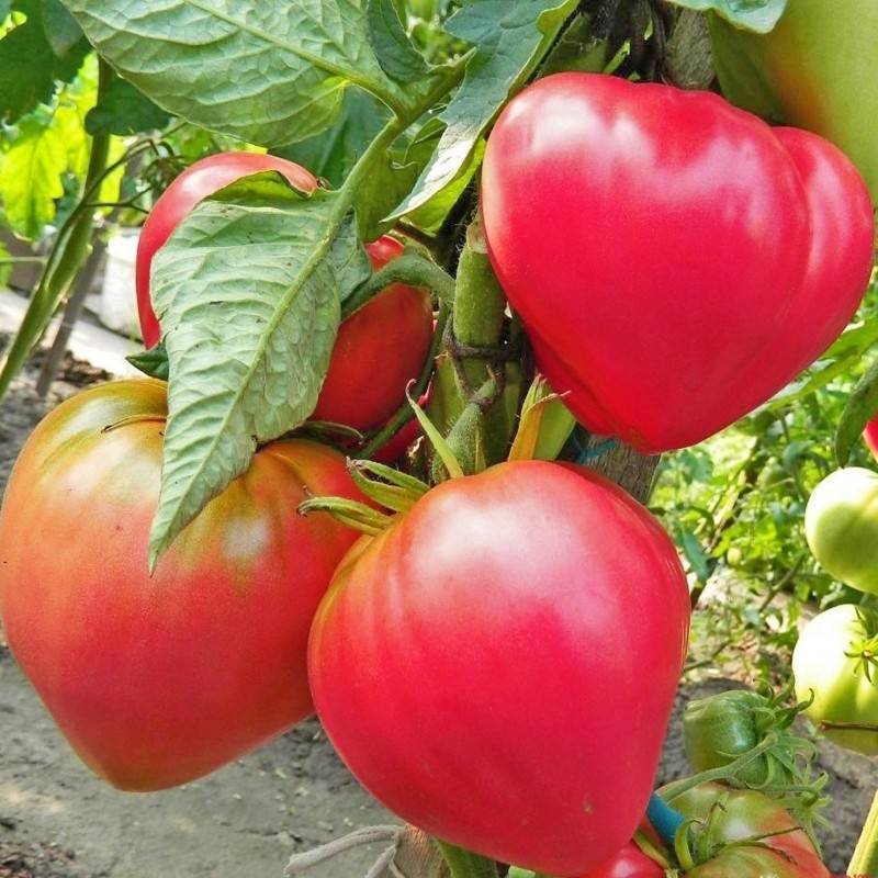 Абаканский розовый: описание сорта томата, характеристики помидоров