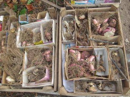 Как хранить луковицы гладиолусов зимой: когда убирать их на зиму? уборка осенью и хранение в домашних условиях. как сохранить до весны в квартире?