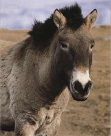 Лошадь пржевальского — википедия с видео // wiki 2