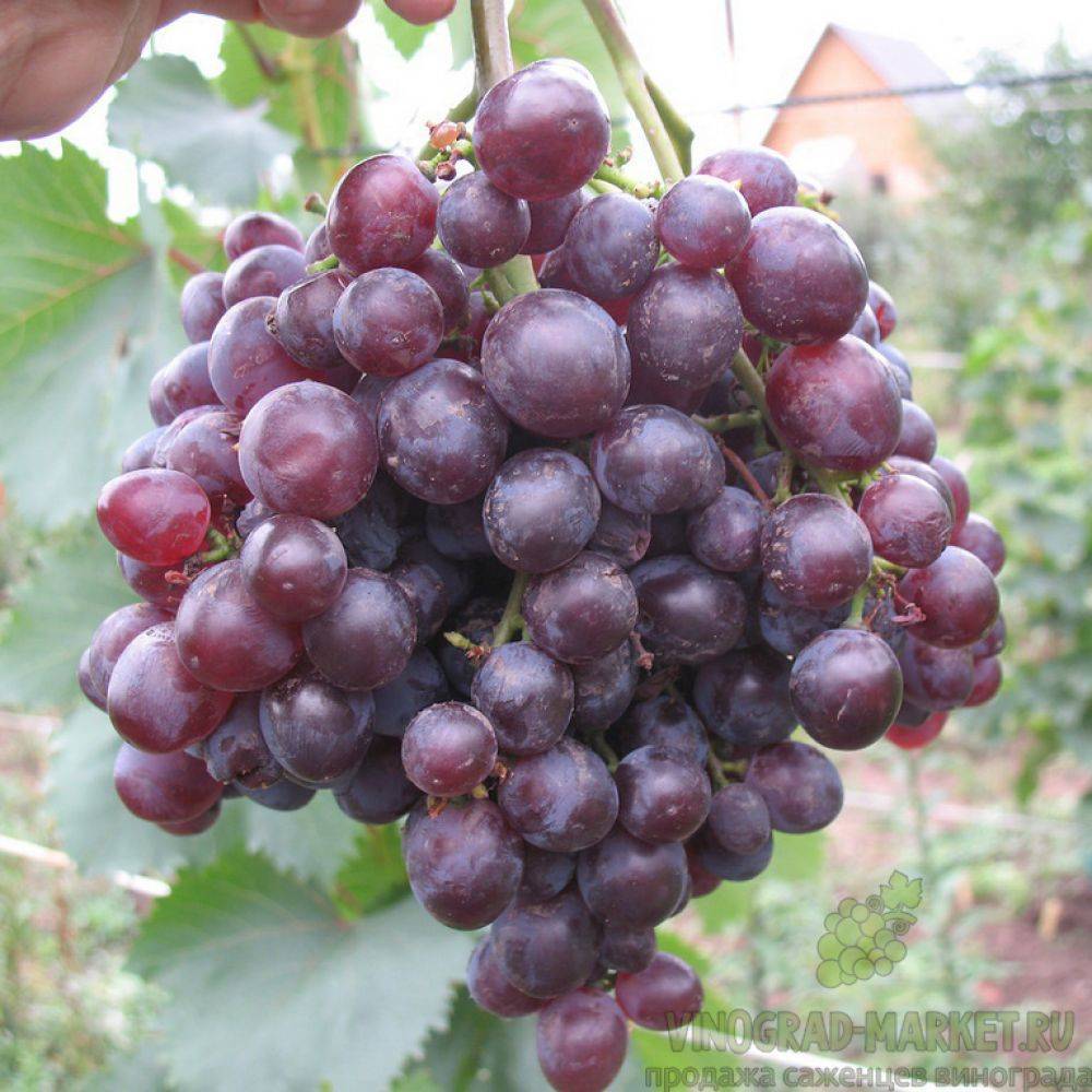 Сорт винограда кишмиш круглый