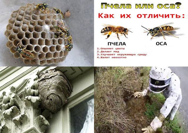 Делают ли мед осы?