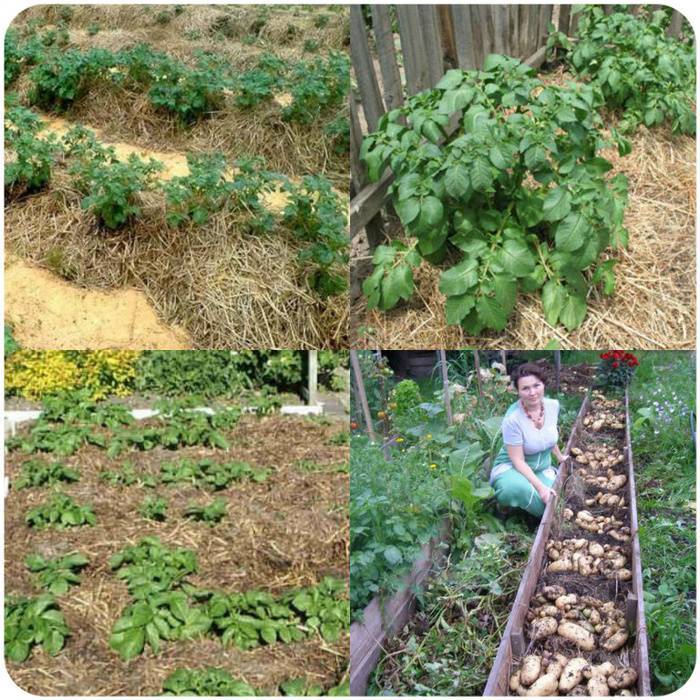 Как вырастить картофель под соломой или сеном: технология выращивания