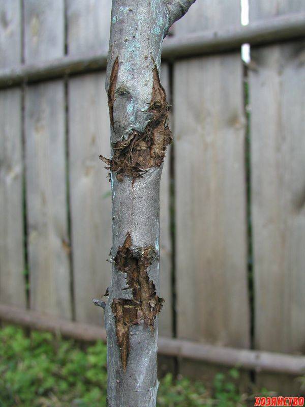 Лечение деревьев — трещины, морозобоины и дупла