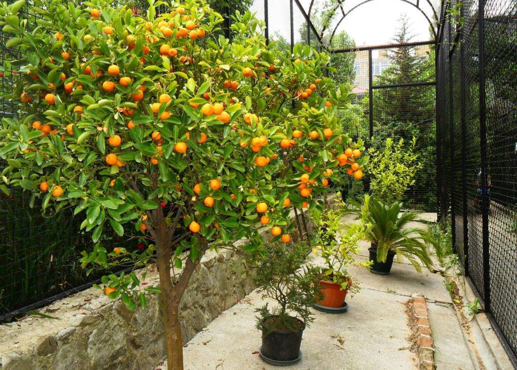 Апельсин: описание плода, листьев, цветка, сорта вечнозеленого дерева, родина, польза и вред