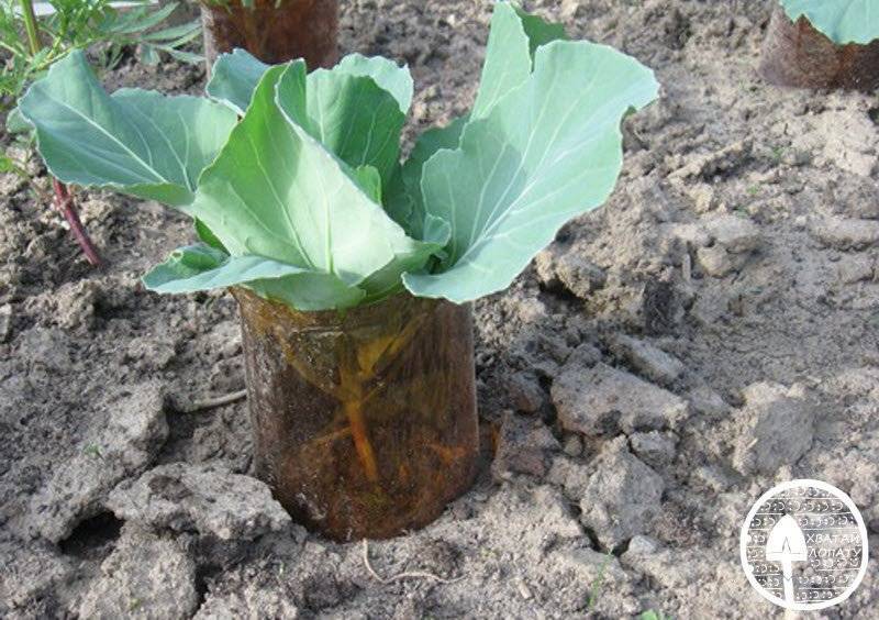 Что делать если вытянулась рассада капусты – 6 основных причин и способы их решения