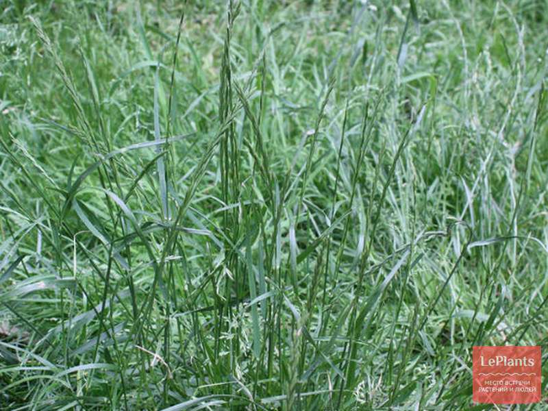 Райграс пастбищный — секреты вырщивания травы для газона и корма скоту