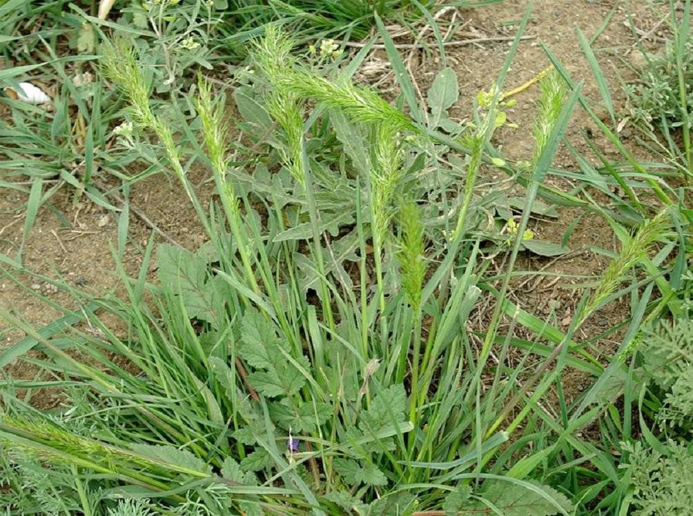 Мятлик луговой: особенности выращивания и способы применения