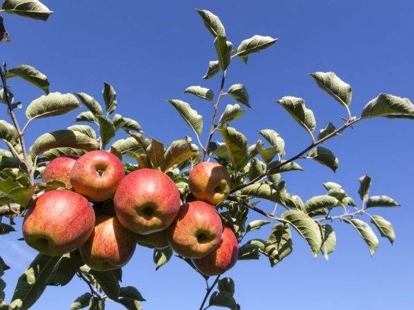 Ботаническое описание и агротехника выращивание яблони сорта вэм-розовый