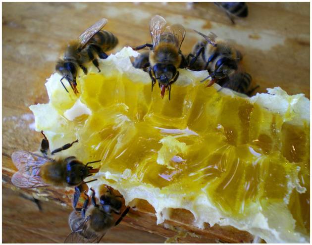 Метод цебро в пчеловодстве: суть, улей, вывод маток, зимовка, календарь, советы