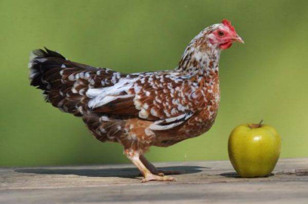 Курица бентамка: описание породы, особенности содержания и ухода. карликовые куры