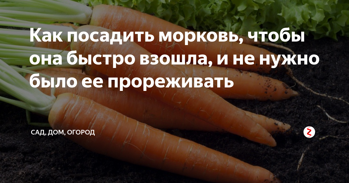 Проредить как пишется. Морковь взошла. Чтобы морковь быстрее взошла. Посадка моркови для быстрого всхода. Морковь посевная для быстрой всхожести.