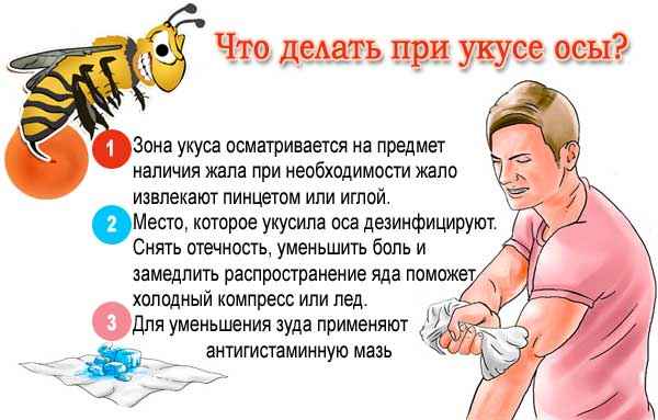 Что делать в домашних условиях если укусила пчела, первая помощь, как снять отек