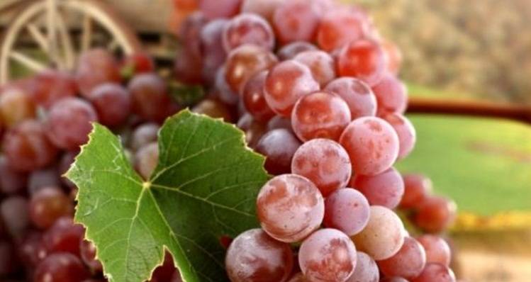 Как подкармливать виноград – схема внесения удобрений и подкормок