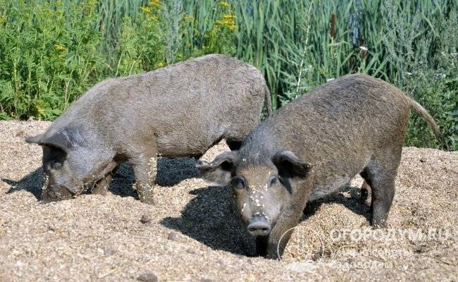 Необычные свиньи с роскошной шевелюрой мангалица венгерская