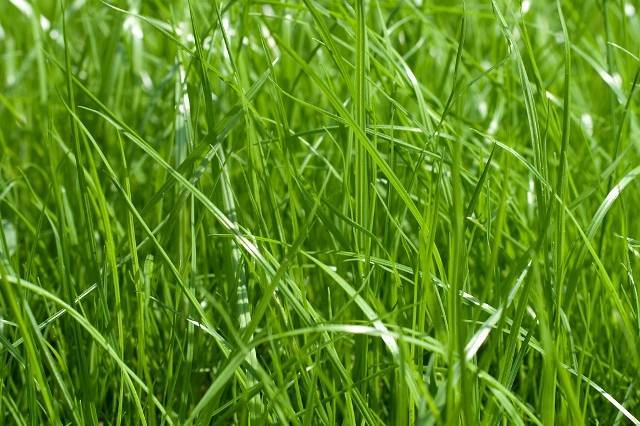 Лучшее время для посадки газона: когда лучше сажать траву, осенью или весной
