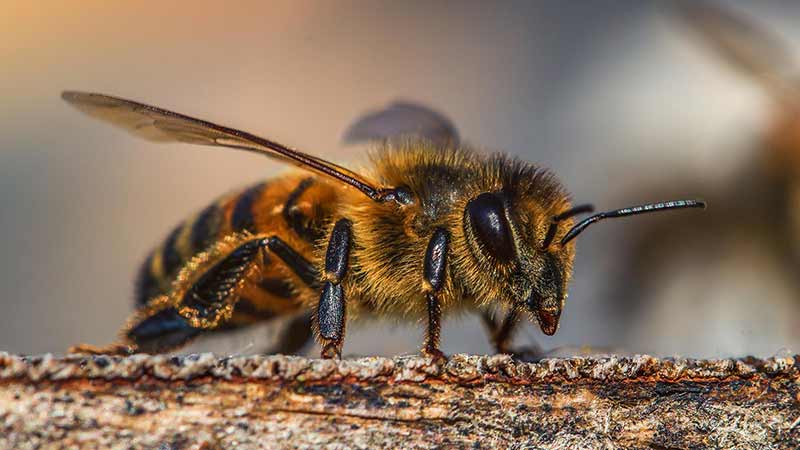 Пчелиный яд: его состав, действие и способы применения