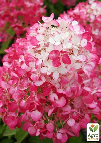 Гортензия метельчатая даймонд руж hydrangea paniculata «diamant rouge»