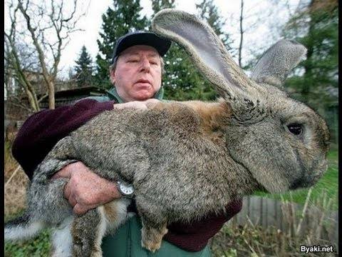 Кролики великаны: разведение, выращивание, кормление, покупка