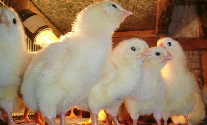 Чем кормить цыплят в первые дни жизни
