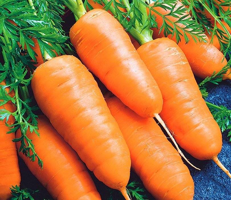 Лучшие сорта моркови для сибири с описанием и фото