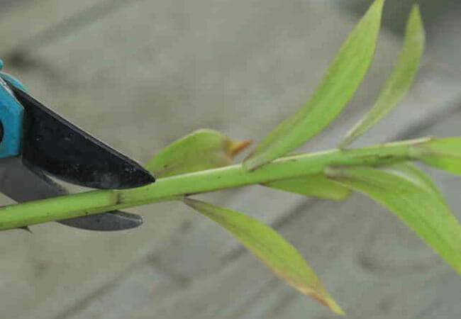 Особенности и правила размножения лилий чешуйками