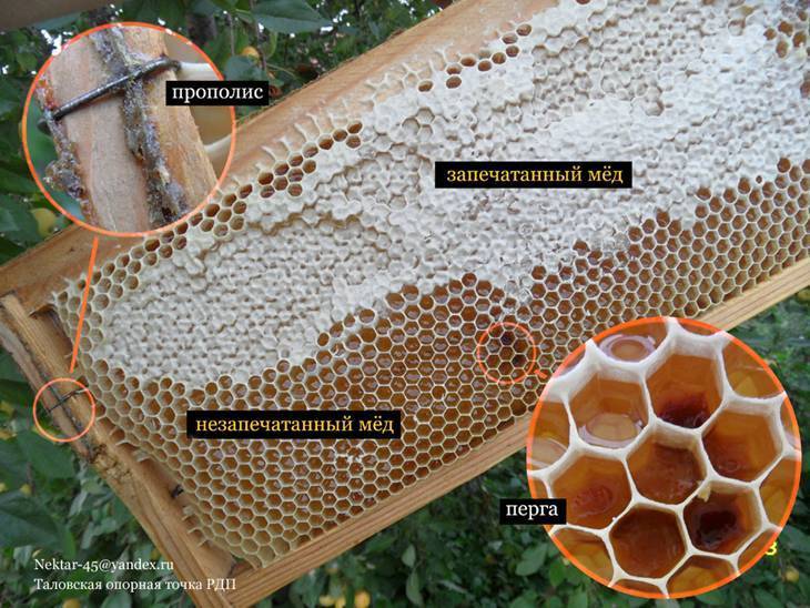 Главный медосбор – условия увеличения медосбора - начинающему пчеловоду