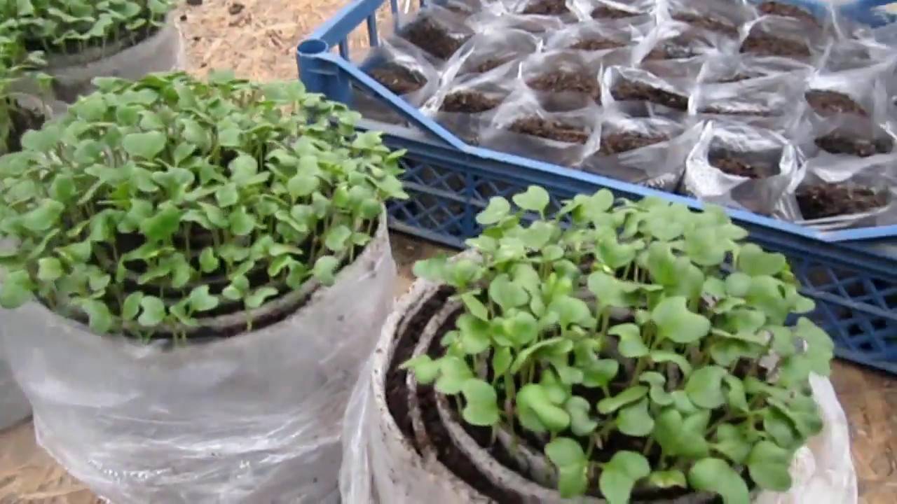 Как правильно посадить капусту на рассаду